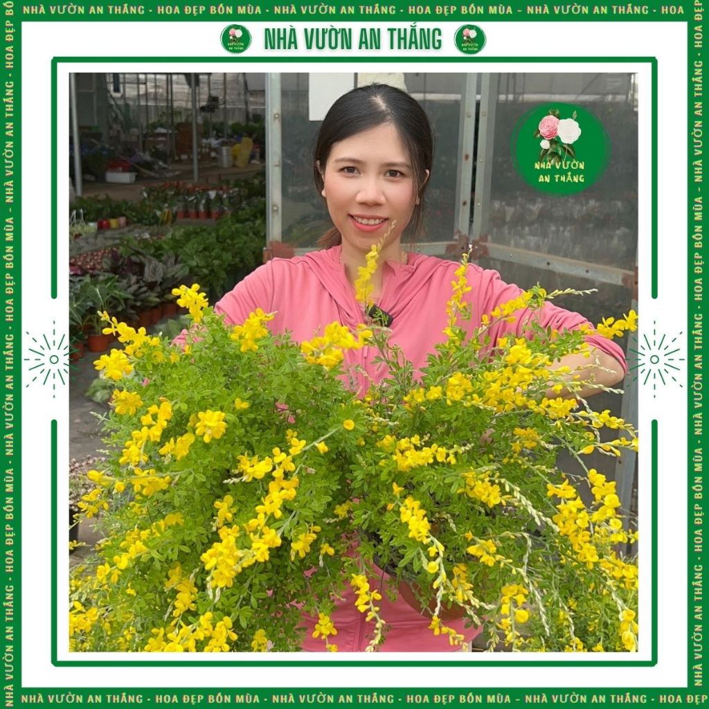 Bán hết Cây Hoàng Kim Thảo Vàng thơm xua đuổi côn trùng