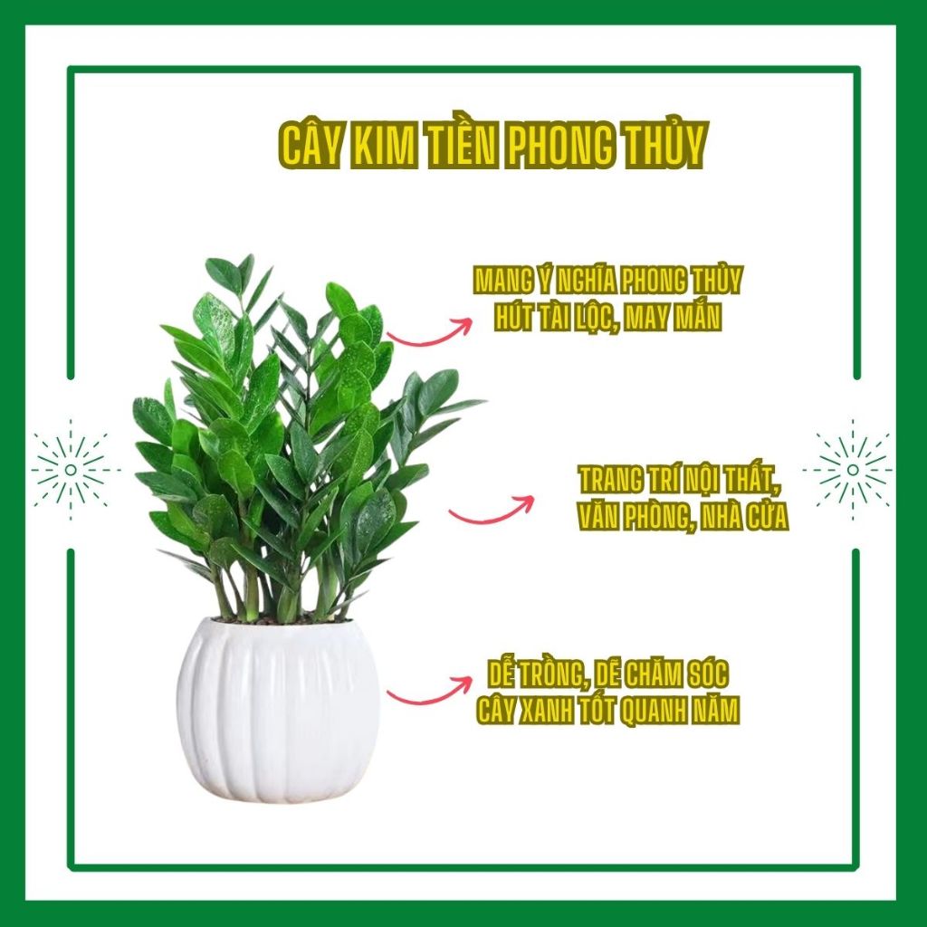 Bán hết Cây kim tiền phong thủy xanh tốt quanh năm