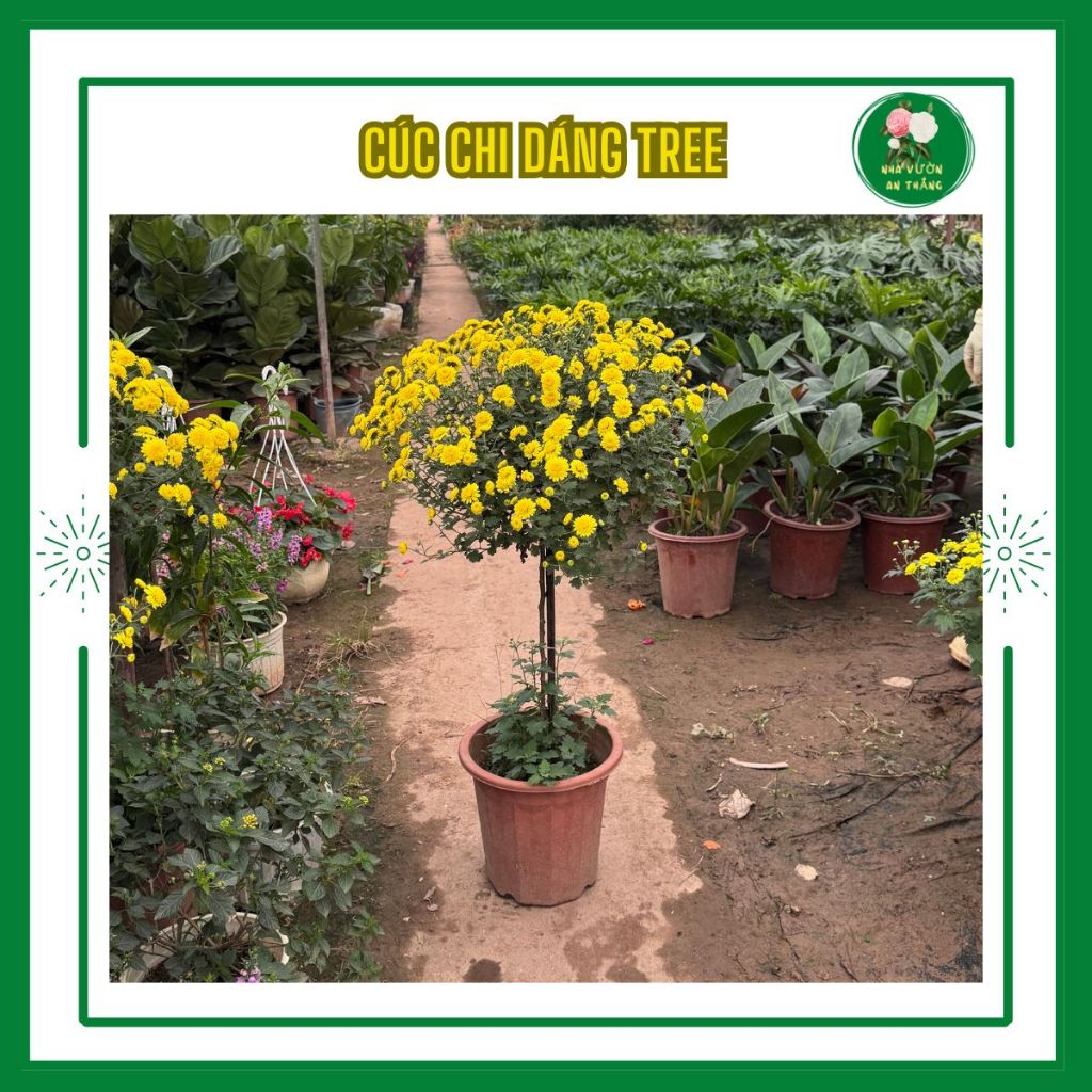 Bán hết Chậu cúc chi thân gỗ dáng tree sẵn nụ hoa nở bền