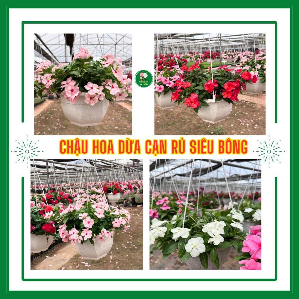 Bán hết Chậu hoa dừa cạn siêu bông nhiều màu sắc trồng sân v