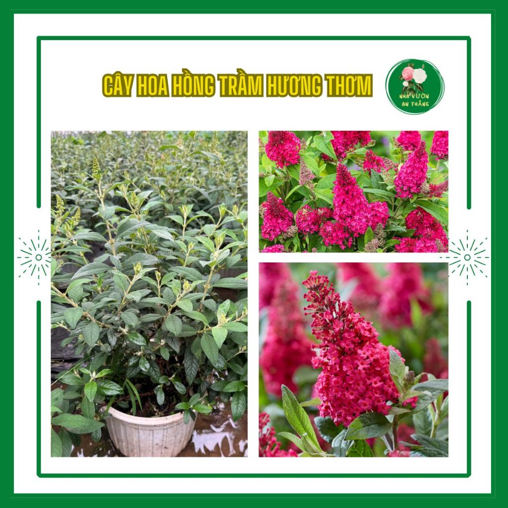 Bán hết Chậu Hồng trầm hương nở quanh năm