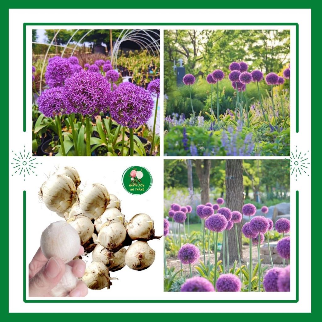 Bán hết Củ giống hoa Allium Aflatunense