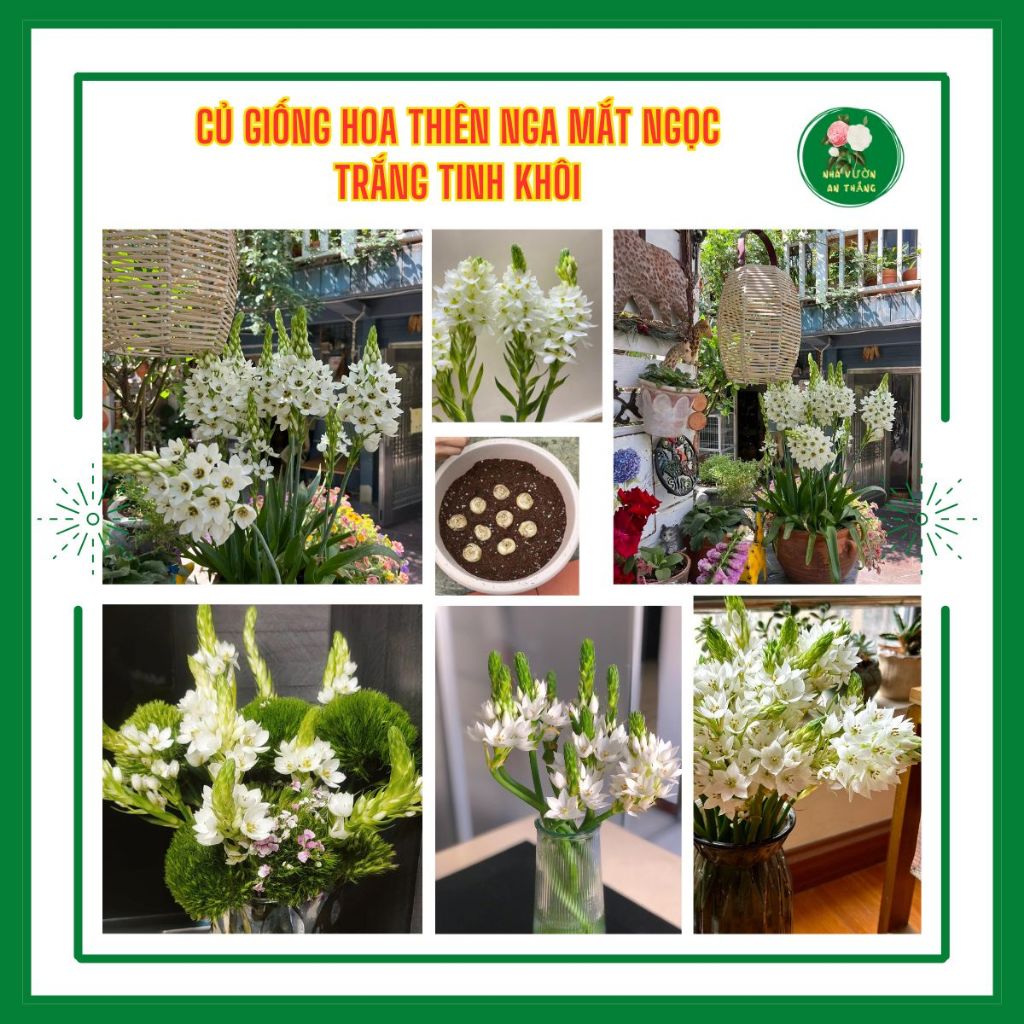 Bán hết Củ giống hoa thiên nga mắt ngọc nhụy xanh lấp lánh h