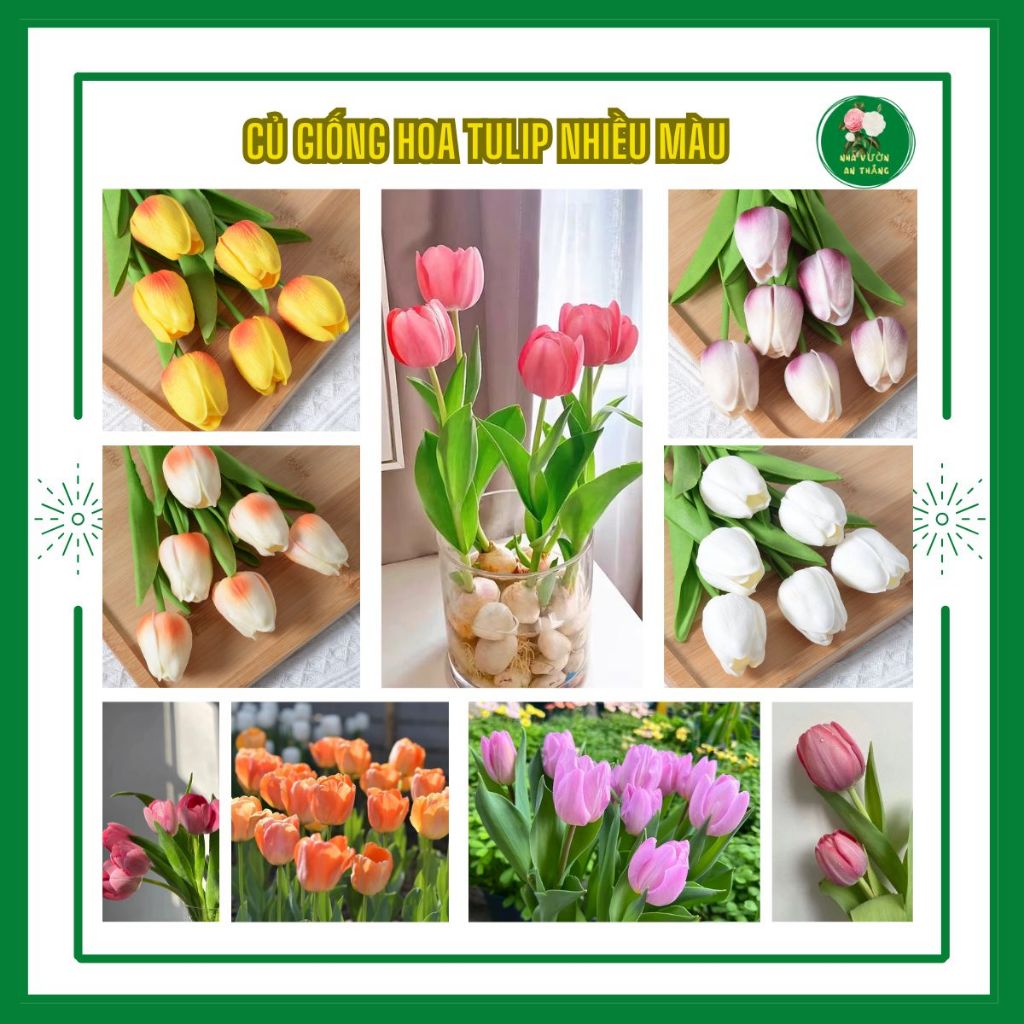 Bán hết Củ giống hoa TULIP nhập khẩu Hà Lan chuẩn giống