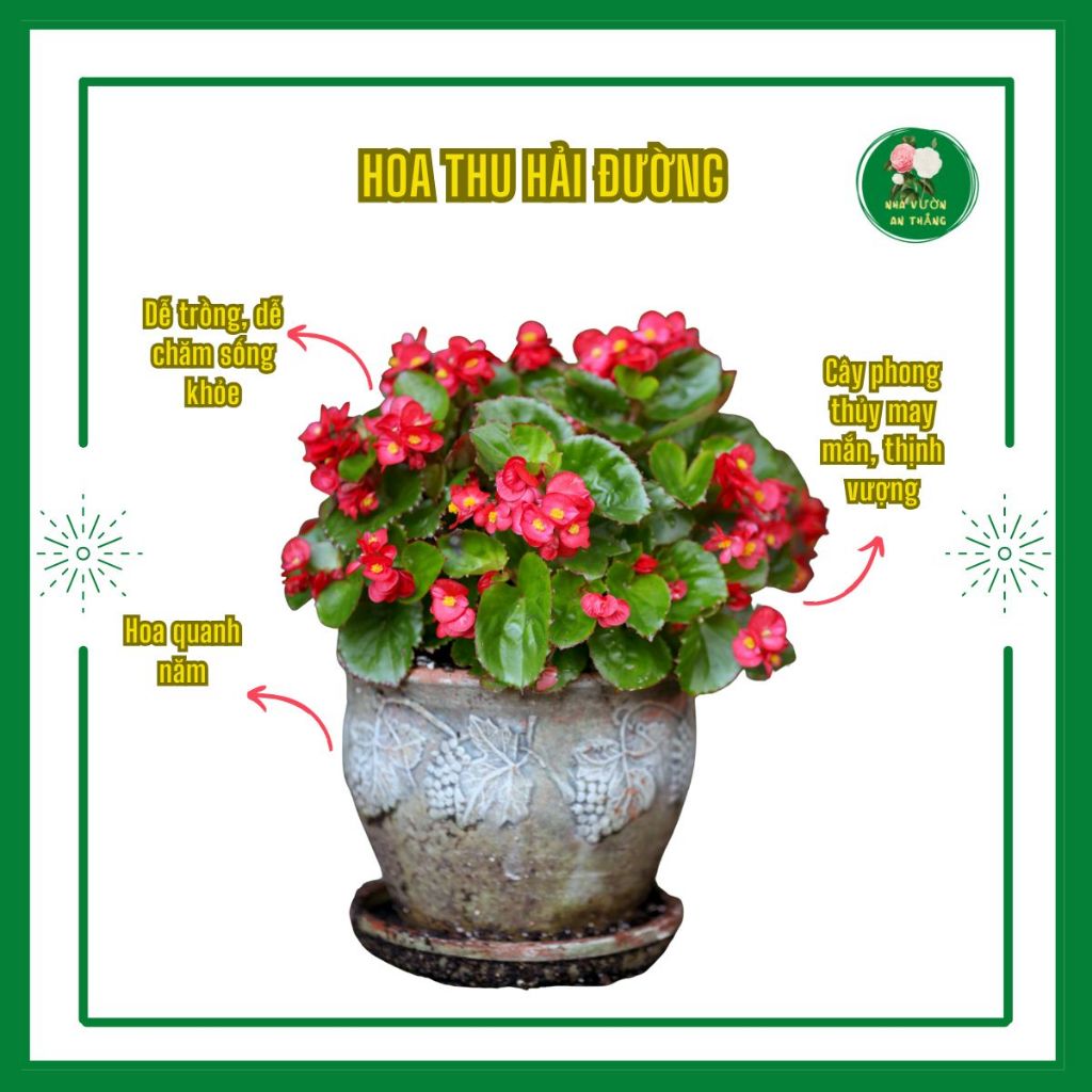 Bán hết Giống hoa thu hải đường sẵn hoa trang trí thảm sân v