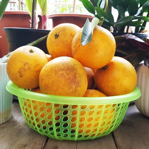 Bán hết [HN] Cam Vinh Lục Ngạn Bắc Giang ngọt thơm