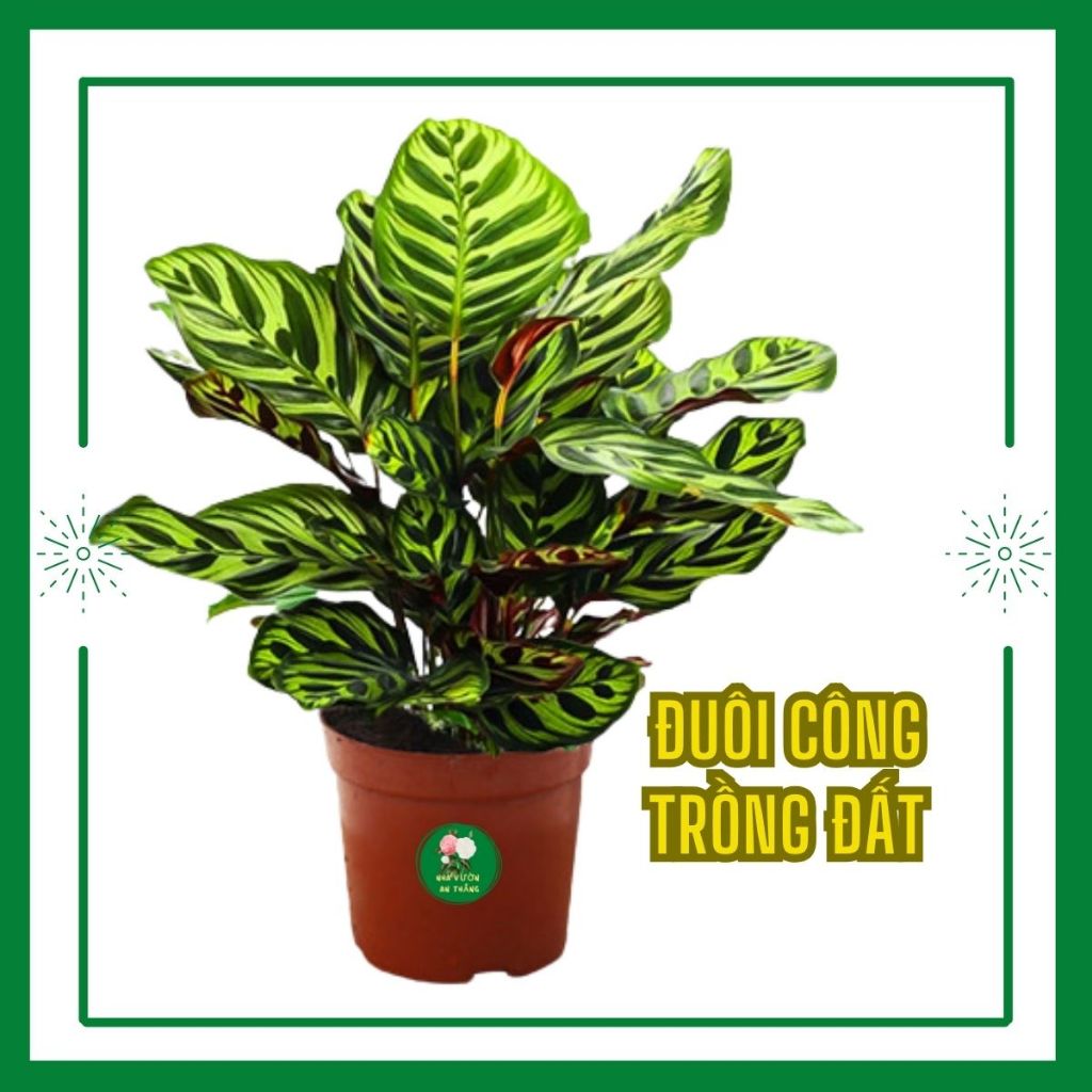 [ Bụi Lớn ] Cây đuôi công khổng tước đẹp xum trang trí nhà c