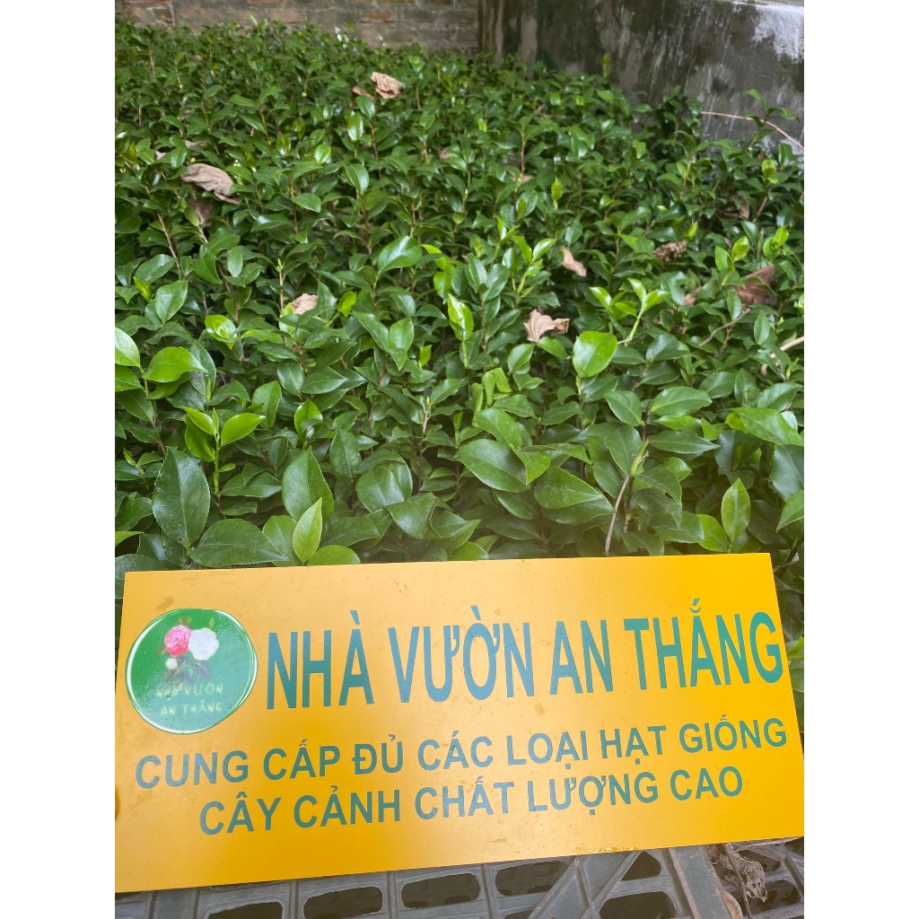 Cây giống hoa trà my Việt mix màu 30.000 ₫