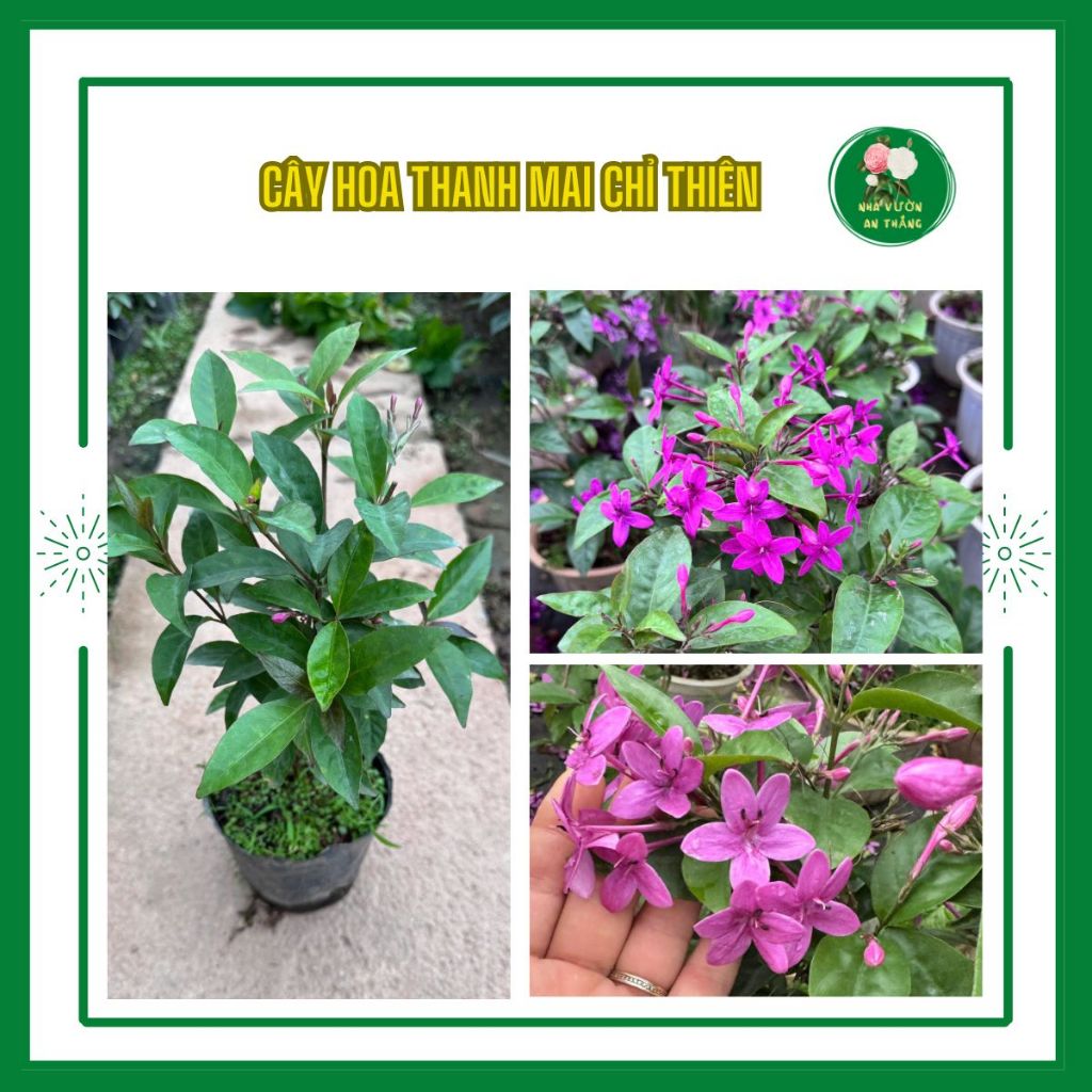 Cây hoa thanh mai