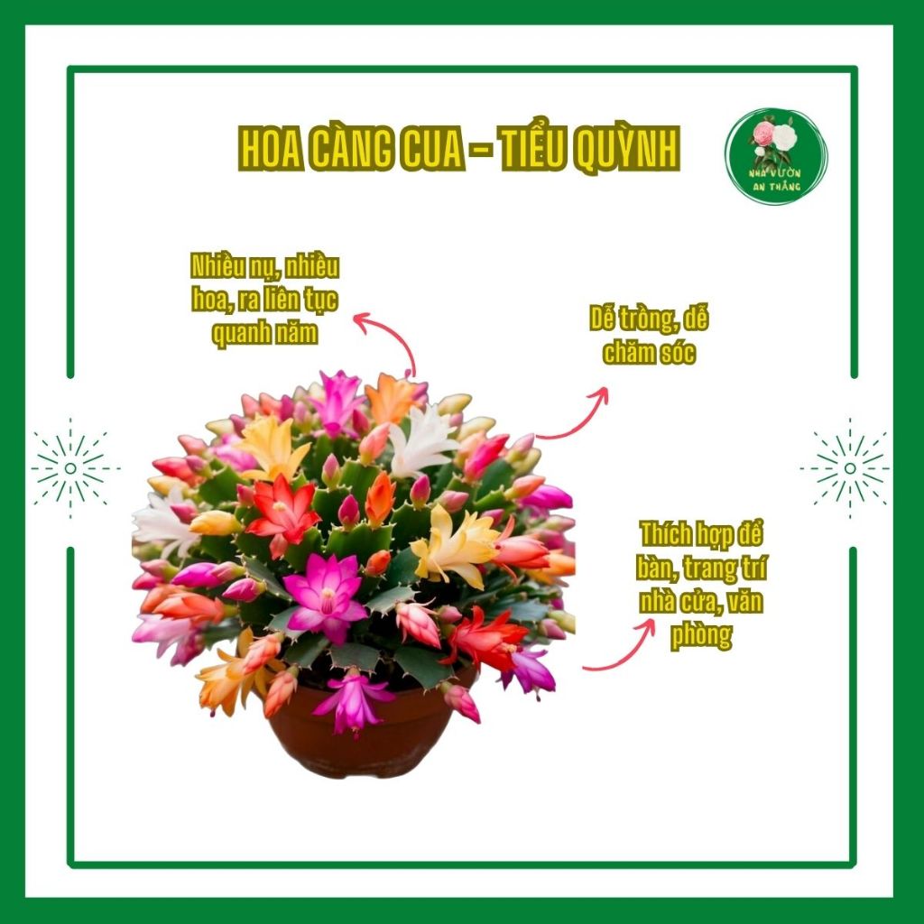 Cây hoa tiểu quỳnh