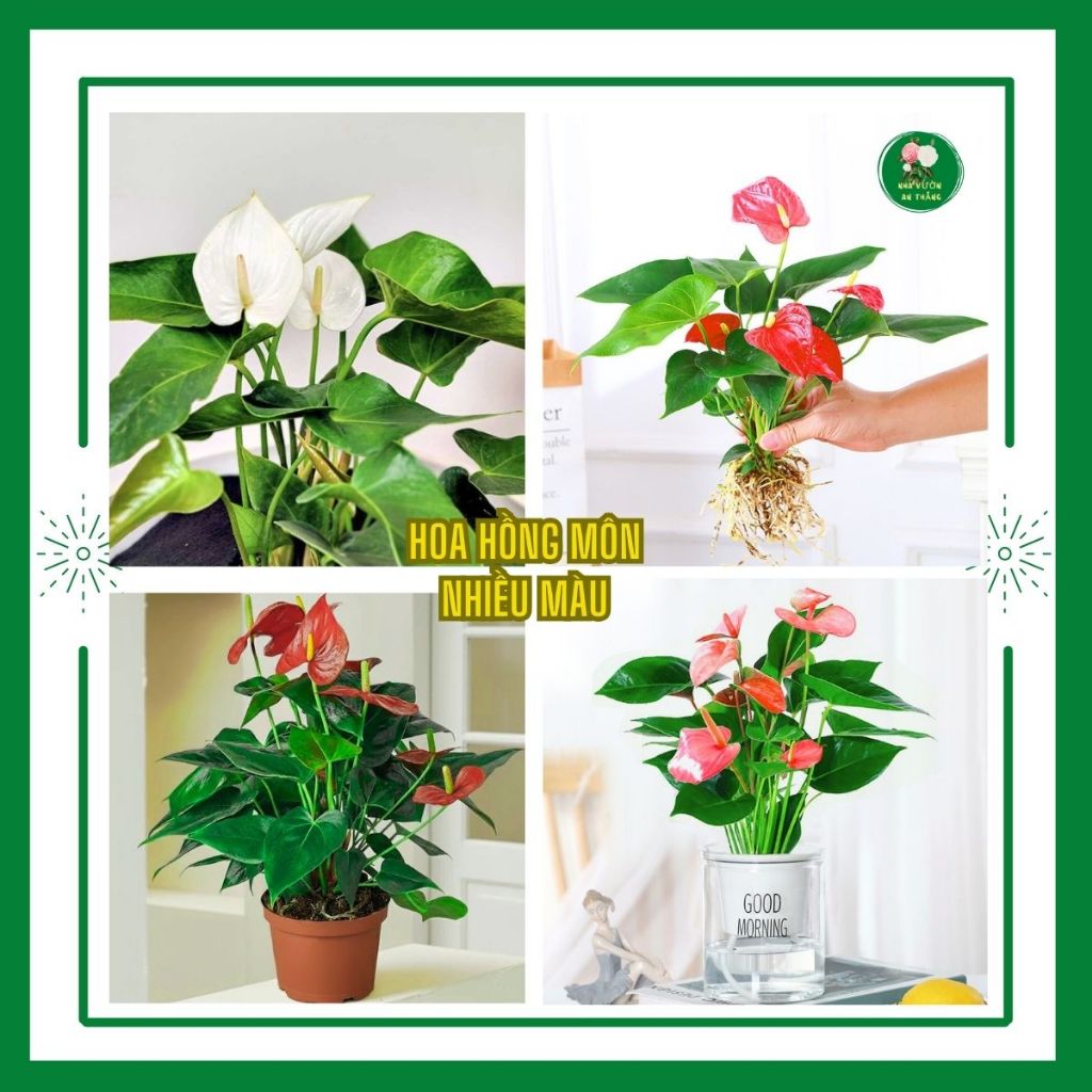 Cây Hồng môn Anthurium phong thủy có sẵn hoa
