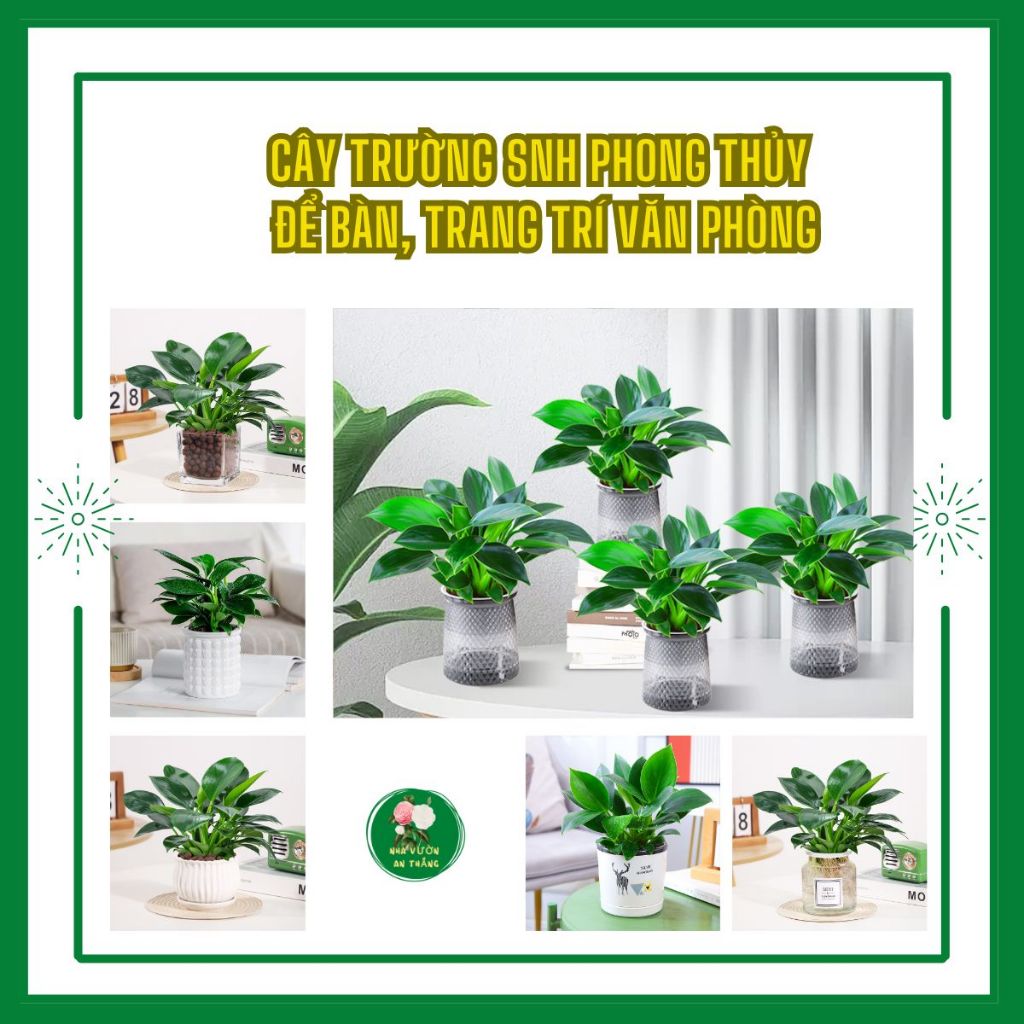 Cây Trường Sinh phong thủy để bàn hút may mắn