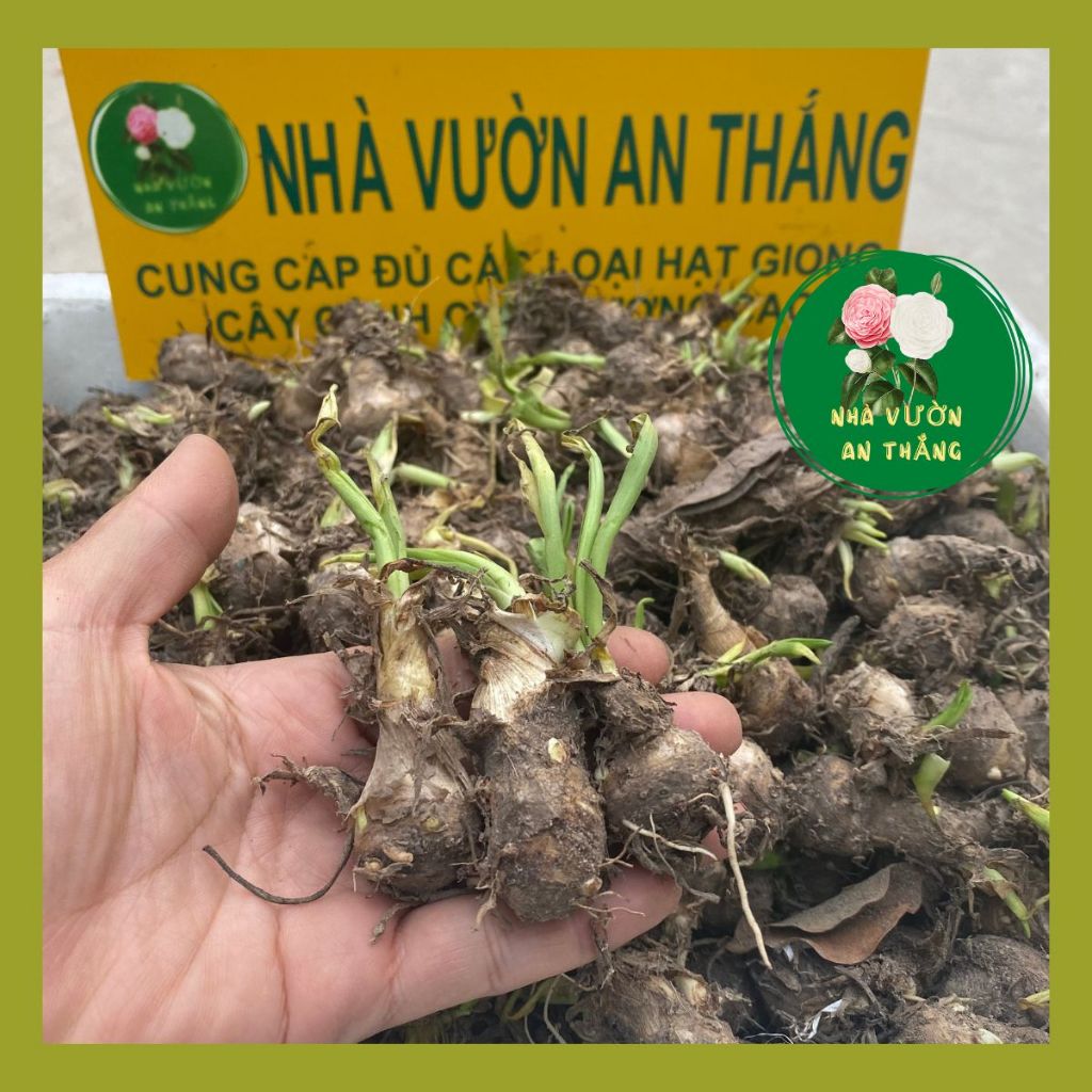 Củ giống hoa huệ ta trắng thơm ngát