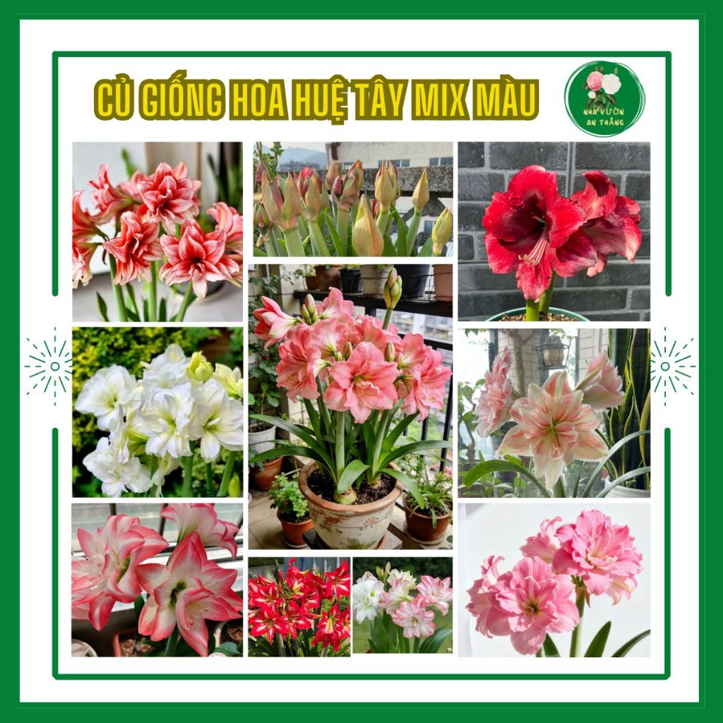 Củ giống hoa huệ tây cánh đơn