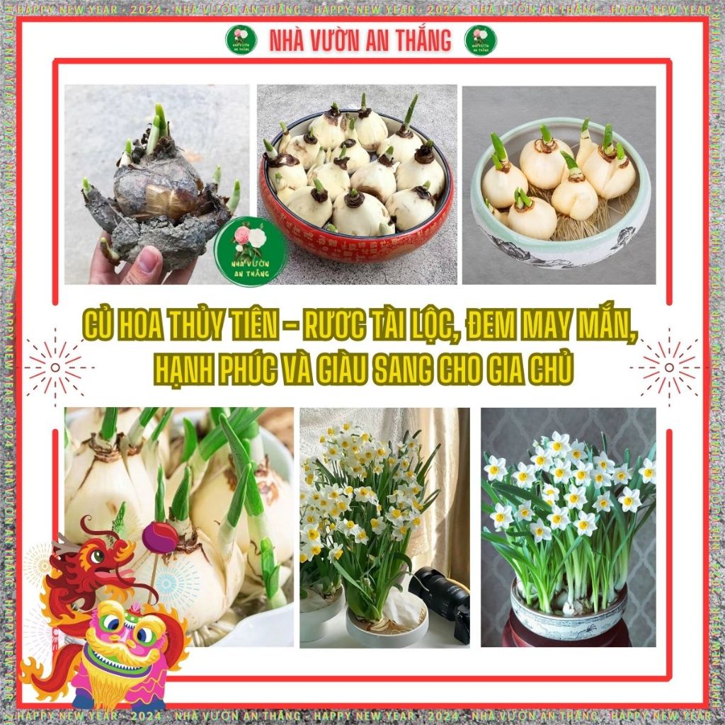 Củ giống hoa thủy tiên size to đẹp