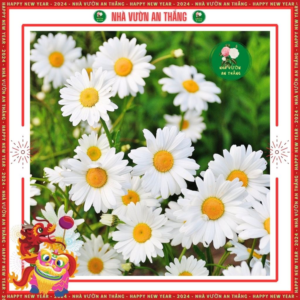 Hạt giống Hoa Cúc Họa Mi Trắng 15.000 ₫