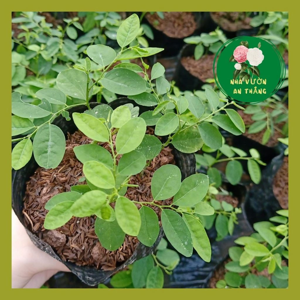 Hạt giống rau ngót trồng quanh năm 17.500 ₫