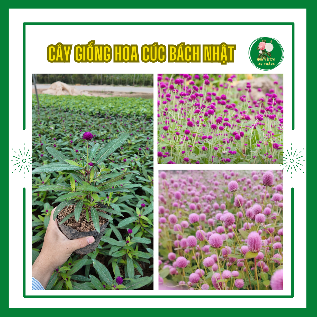 Hoa Cúc Bách Nhật