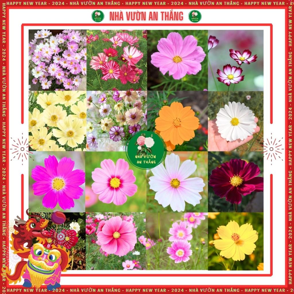 Hoa Sao Nhái Mix