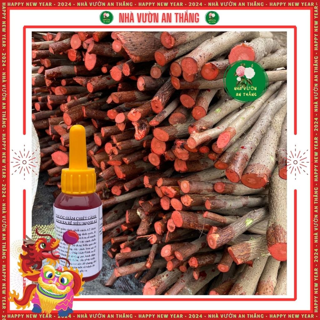 Siêu kích rễ AT 10ml